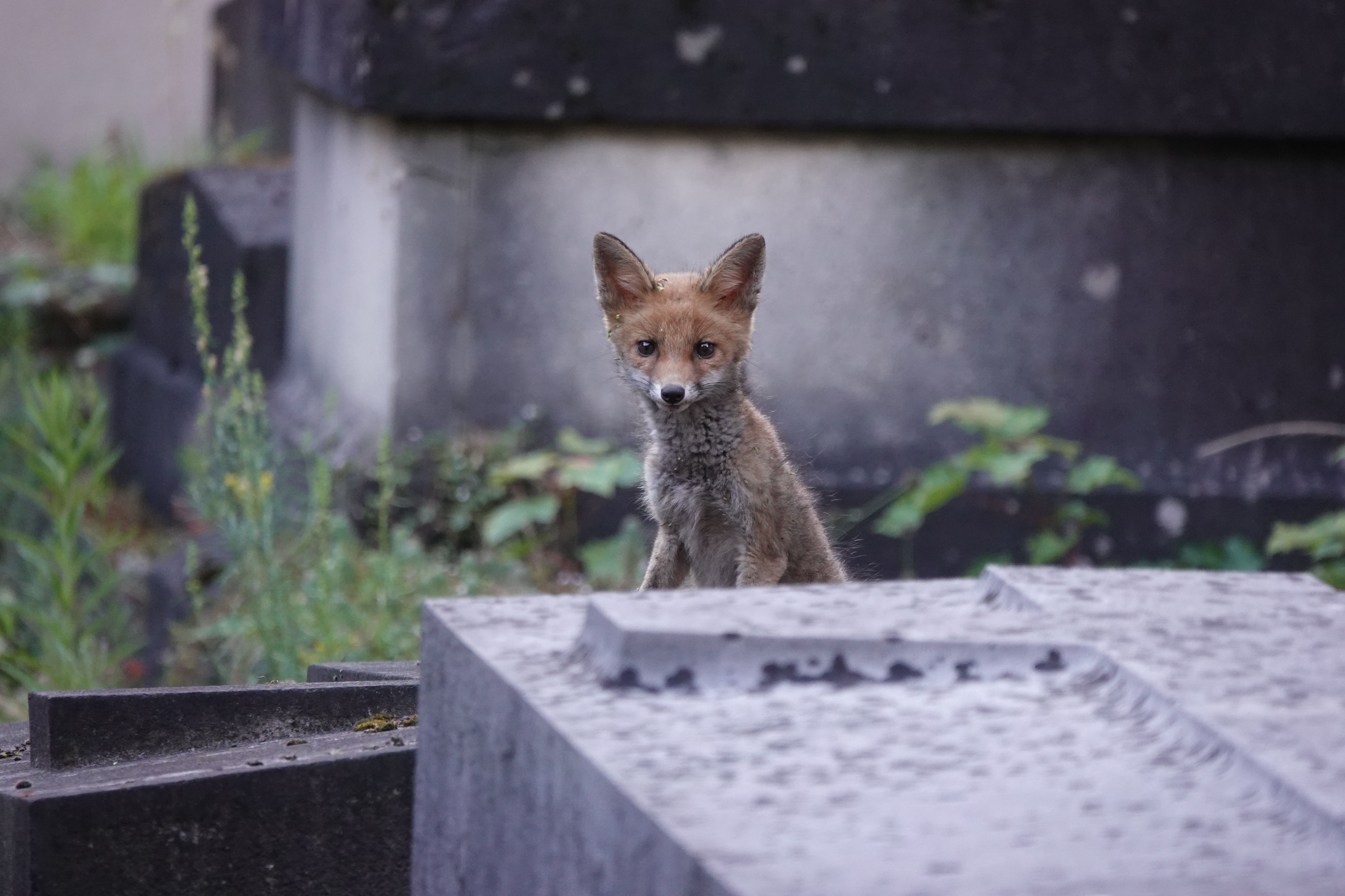 Renardeau dans le cimetière du Père-Lachaise, Paris 20e,