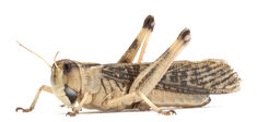 L’élevage d’insectes, une solution d’avenir ?