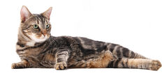 Appelons un chat un chat