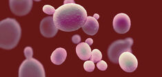 Candida Auris. Spores de peur