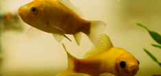 Penser comme un poisson dans l’eau
