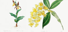 Passion orchidées