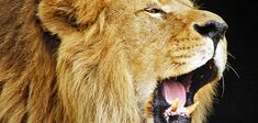 Les animaux ont-ils un visage ?