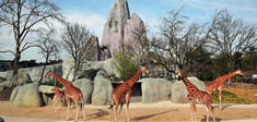 Parc zoologique de Paris : de la cage aux « biozones »
