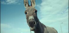 Décentrer la caméra : un “animal gaze” au cinéma ?