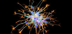 D’où viennent les neurones ? Quand Bergson éclaire les découvertes de la génomique
