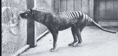 “Désextinction” : faut-il vraiment faire revivre des espèces disparues ?