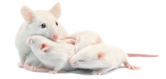 Existe-t-il des neurones de l’instinct parental ?