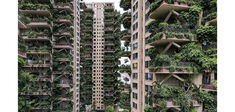 Chine : quand les plantes reprennent leurs droits