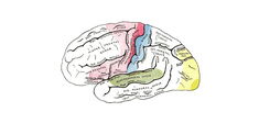 Qu'est-ce que l'intelligence?