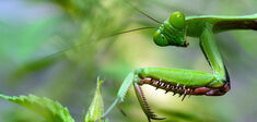 Féériques, industrieux et solidaires : petit éloge des insectes