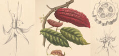 Comment les plantes se sont mondialisées