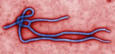 L’anthropologie mobilisée contre le virus Ebola