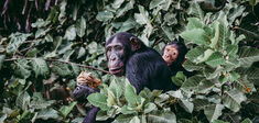 Quand les singes se font médecins