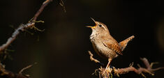 Les chants d’oiseaux, un trésor naturel inestimable