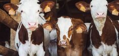 Florence Burgat : “L’humanité prend conscience d’elle-même en se construisant contre les animaux”
