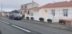 Quand nos voisins sont des sauvages