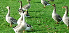 Et si… les animaux avaient des droits ?