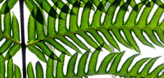 Quelles sont vos plantes pour le week-end ?