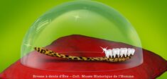 L’animal qui se lavait les dents