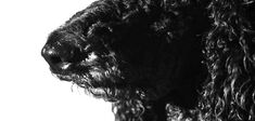 Bestiaire philozoophique