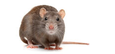 Notre dégoût des rats est-il justifié ?