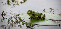 Grenouilles, salamandres… Petit éloge des amphibiens, de plus en plus menacés