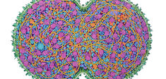 La cellule minimale, clef de l’évolution ?