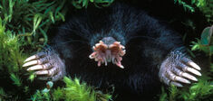 Petit éloge des animaux moches