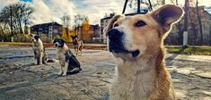 Demain les chiens