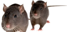 Molly, le rat et moi