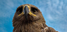 Les animaux sont-ils plus libres que nous ?