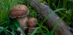 Les cueilleurs de champignons, derniers aventuriers de l’humanité ?