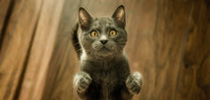 Dans la tête des chats