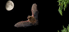Les chauves-souris ont-elles une sexualité “contre nature” ?