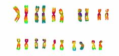Le chromosome Y du mâle va-t-il disparaître ?