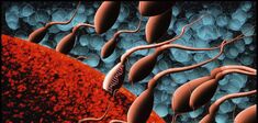 L’infertilité masculine, entre injustice scientifique et tabou intime