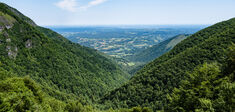 Forêts françaises en péril : comment les sauver ?
