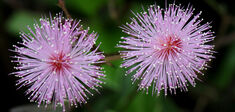 Les plantes ressentent-elles le toucher ?