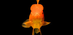 Mythologie du poisson rouge