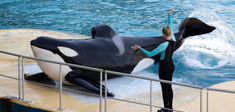 Orques du Marineland d’Antibes : les animaux aussi ont-ils droit à la retraite ?