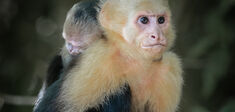 Les singes savent-ils vraiment utiliser des outils comme les humains ?