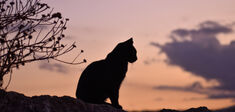 Que penser des robots tueurs de chats ?