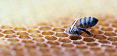 Pourquoi vacciner le monde sauvage ?