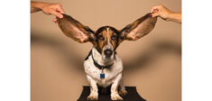 Dogwhistle