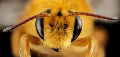 La reine est morte, vivent ses abeilles