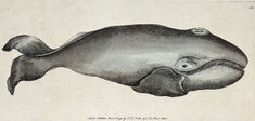 Le kayak et la baleine