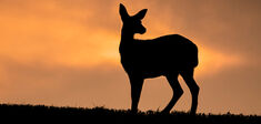 “Bambi”, un conte sanglant… et philosophique