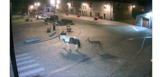 Existe-t-il des amitiés animales ?