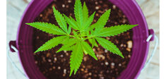 Le cannabis récréatif en question